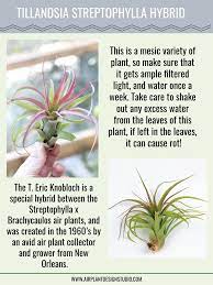 Pin On Air Plant Profiles