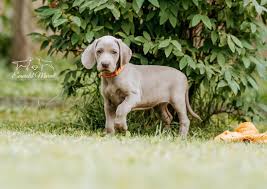 Image result for výmarský krátkosrstý ohař