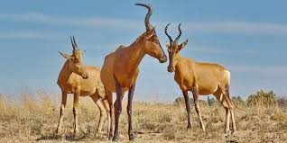 Check spelling or type a new query. Savanna Animals 15 Iconic Animals To Spot On Safari