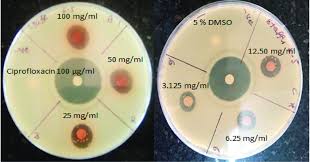 Image result for Senna singueana