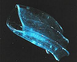 You are in the right place and time to meet your ambition. Marine Life Wikipedia
