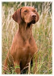 Image result for maďarský krátkosrstý ohař