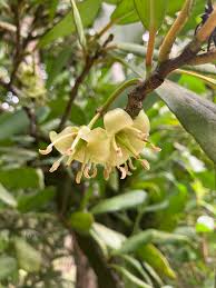 Image result for Brexia madagascariensis