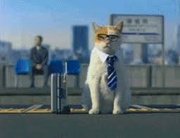 What Should Biffles Call Me What I Imagine My Boss Doing All Day Cute Animals Cat Work Cats
