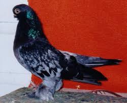 The smokey gene or the eastern european sooty gene. Berliner Shortface Tumblers