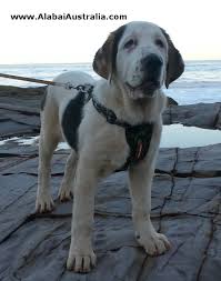 We don't take any deposit's in advance. Alabai Australia Central Asian Shepherd Dog Alabai Puppy Photos