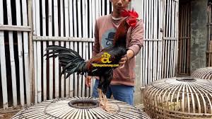 Cara melatih ayam bangkok petarung. Ayam Bangkok Satria Sinekti Ayampetarung Com