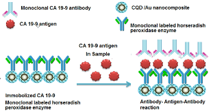 Ijms Free Full Text Ca 19 9 Pancreatic Tumor Marker Fluorescence Immunosensing Detection Via Immobilized Carbon Quantum Dots Conjugated Gold Nanocomposite