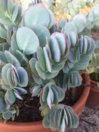 All you need to know about growing kalanchoes, including kalanchoe blossfeldiana or flaming katy. Development Bustani Plant Farm