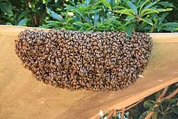 Mason bees pose little or no threat when kept in the home garden. Swarming Honey Bee Wikipedia
