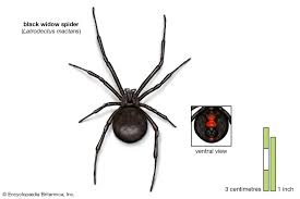 The black widow spider (latrodectus spp.) is a spider notorious for its neurotoxic venom (a toxin that acts specifically on nerve cells). Black Widow Appearance Species Bite Britannica