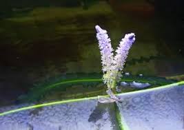 Department flowering or angiosperms magnoliophyta, or angiospermae photos can be increased photo: Aponogeton Flower A Little Different Uk Aquatic Plant Society