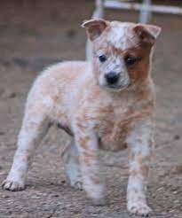 Queensland Heeler Puppy Dogs For Sale In Ventura County Southern California Adorable Hardest Update To Da Heeler Puppies Red Heeler Puppies Blue Heeler Dogs