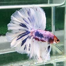 These strong, aggressive betta fish are less prone to injury and disease. Halfmoon Marble Rosetail Betta Siamese Fighting Fish Betta Fish Types Betta Fish Siamese Fighting Fish