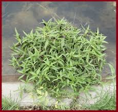 Image result for Eclipta