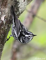 Black And White Warbler Song Black And White Warbler Nature Birds Pretty Birds Beautiful Birds