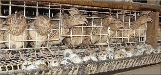 Image result for koyel palon