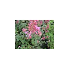 Agastache 'bolero' is a hardy plant with a long flowering period. Agastache Bolero A Planter Plante Aromatique En Pot Aromatiques