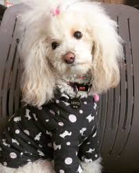 Hippie Petgo Kopek Kopek Kopekler Dog Dogs Kunye Kopekkunyesi Isimlikunye Isimlik Isimlikolye Kopekisimlik Kopekakses Pet Accessories Pets Animals