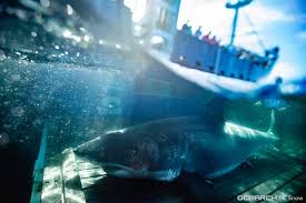 Using an rss reader, you can view data feeds from various news sources. Massive Great White Shark Unama Ki Spotted South Of Miami Live Science