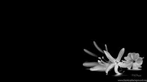 Maybe you would like to learn more about one of these? Black And White Flowers Wallpapers Hd Desktop Background