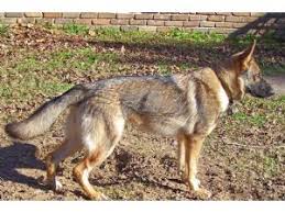 Confident german shepherds also learn commands faster than other breeds. German Shepherd Puppies In Texas
