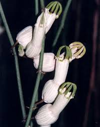 Image result for Ceropegia filipendula