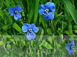 Image result for Commelina capitata
