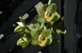 Image result for Cynorkis brevicalcar