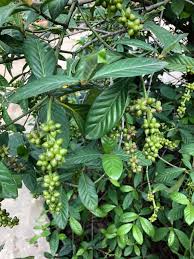Image result for Psychotria vogeliana