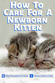 How To Care For A Newborn Kitten Newborn Kittens Kitten Care Newborn Kitten