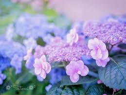 紫陽花 アジサイ の花が終わったら 花後は剪定をすべし Greensnap グリーンスナップ