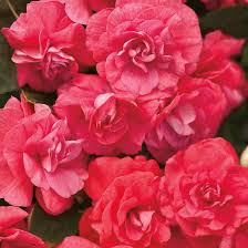 Image result for Impatiens sylvicola