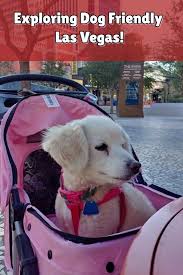Tips For Planning A Dog Friendly Las Vegas Vacation Las Vegas Vacation Vegas Vacation Pet Friendly Las Vegas