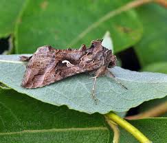 Image result for Autographa gamma