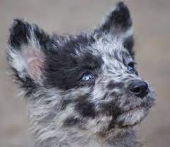 Maybe you would like to learn more about one of these? Mudi Association Of Canada Home Mudi Association Of Canada Mudi Canada Puppies Dogs Breeders Rescue Mudi Dog Breed Mudi Kennels Mudi Breeders What Is A Mudi