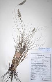 Image result for Enneapogon