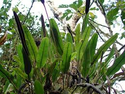 Image result for Elaphoglossum kivuense