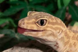Gecok genjer / meski rasanya agak pahit, gak sedikit orang menyukai genjer karena rasanya yang. How To Sex A Leopard Gecko