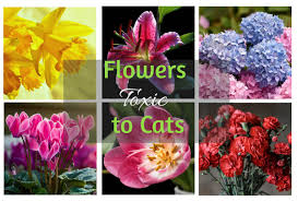There is nothing that adds colour like a bunch of fresh cut flowers around your house. Common Flowers Toxic To Cats Cat World