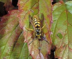 Among the honey bees, the queen, along with her many offsprings, stays in the hive and hibernates. Honey Bees In House Walls Ohioline