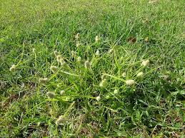 Image result for Kyllinga appendiculata