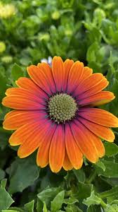 Bloomington il real estate & homes for sale. Casey S Garden Shop And Florist Home Facebook
