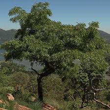 Image result for Burkea africana