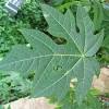 Der kräftige stamm der berg papaya (carica pentagona) bleibt im holz recht weich, die blätter der pflanze sind sind etwas dunkler im ton als die der carica . 1