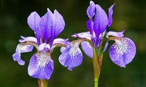 Before fertilizing irises, examine the plants to see if they need additional nutrients. How To Care And Grow Perennial Iris Flowers Charismatic Planet