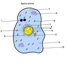 Label the animal cell quizlet. Labeling Plant Animal Cells Flashcards Quizlet