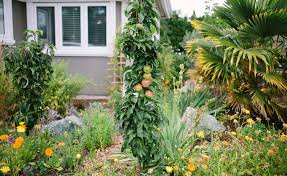 Growing lettuce in containers is fun and easy and you can enjoy fresh, crispy, and organic lettuce leaves in your salads whole season. How To Grow Edible Perennial Plants David Suzuki Foundation