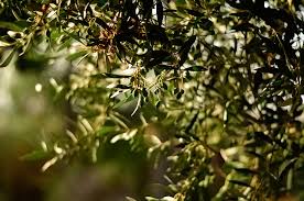 オリーブ 冬の寒さに負けない観葉植物と 冬越しのポイント ワークショップgc