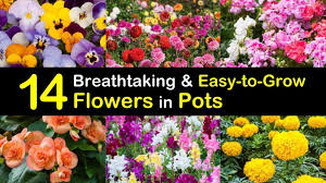 Maybe you would like to learn more about one of these? 14 Breathtaking And Easy To Grow Flowers In Pots